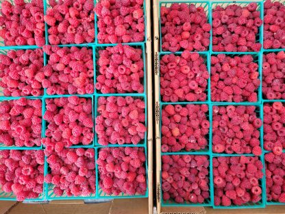 FRESH RASPBERRIES