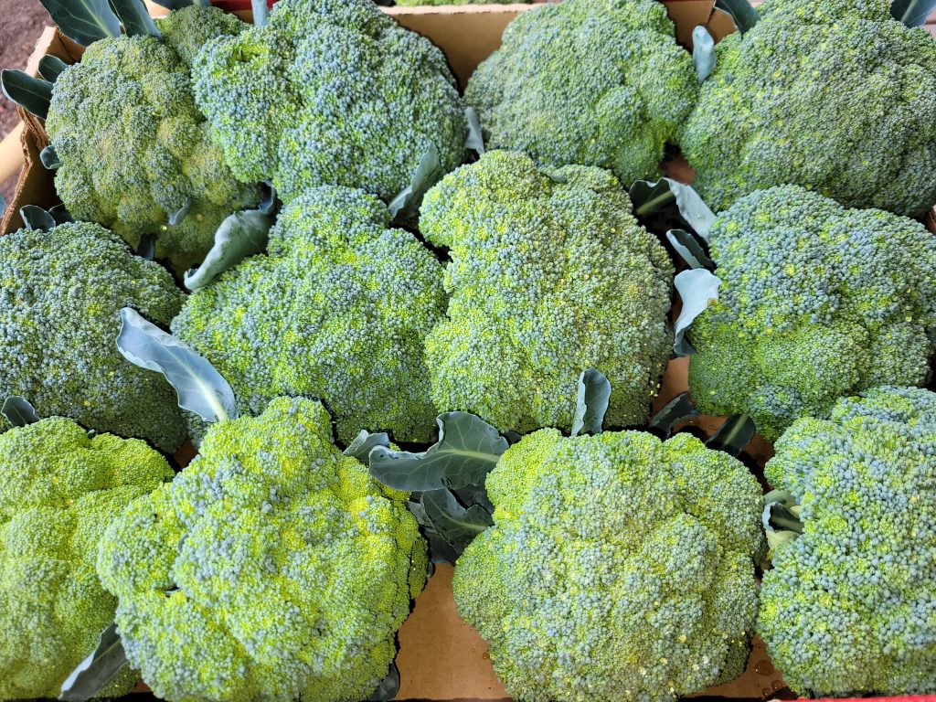 BROCCOLI